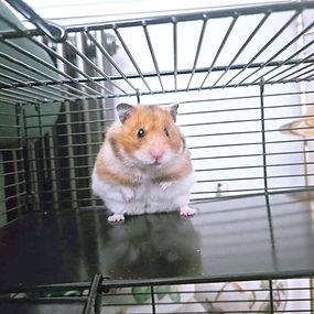 Photo of TOTO
